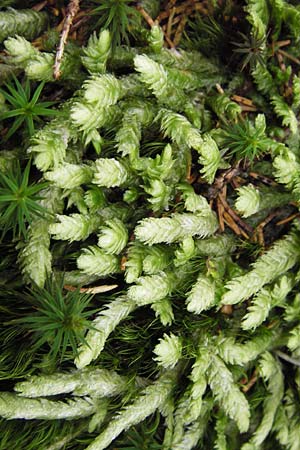 Plagiothecium undulatum agg. \ Gewelltes Schiefkapselmoos / Undulate Plagiothecium Moss, D Schwarzwald/Black-Forest, Hornisgrinde 31.7.2013