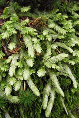 Plagiothecium undulatum agg. \ Gewelltes Schiefkapselmoos / Undulate Plagiothecium Moss, D Schwarzwald/Black-Forest, Hornisgrinde 31.7.2013