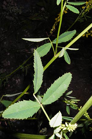 Melilotus officinalis \ Echter Steinklee, Gewhnlicher Honigklee / Ribbed Melilot, D Passau 10.6.2014