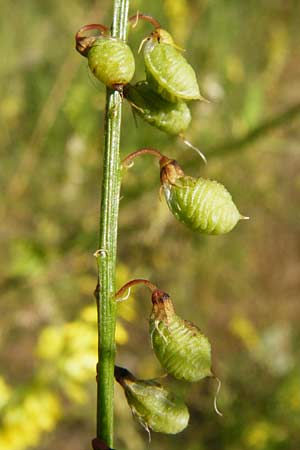 Melilotus officinalis \ Echter Steinklee, Gewhnlicher Honigklee / Ribbed Melilot, D Oppenheim 18.7.2014