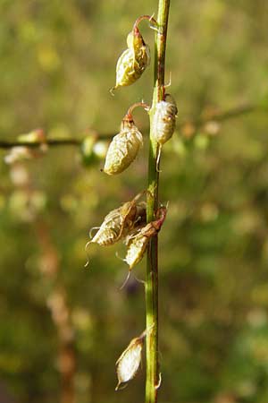 Melilotus officinalis \ Echter Steinklee, Gewhnlicher Honigklee / Ribbed Melilot, D Oppenheim 18.7.2014