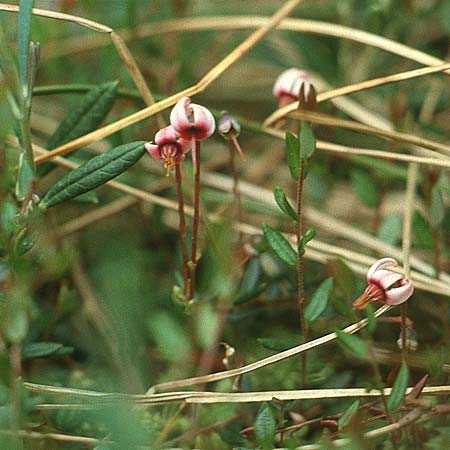 Vaccinium oxycoccos \ Gewhnliche Moosbeere / Common Cranberry, D Füssen 19.6.1988