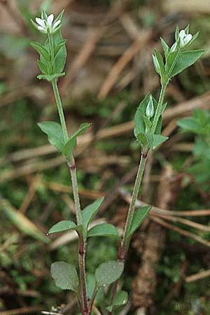 Moehringia trinervia \ Wald-Nabelmiere / Three-Nerved Sandwort, D Schwetzingen 1.5.2006