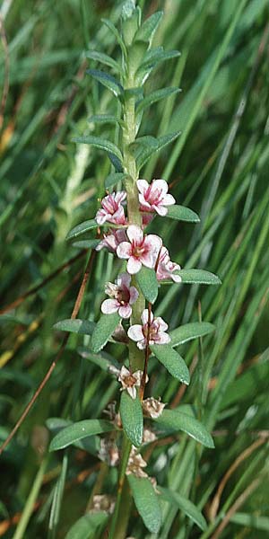 Lysimachia maritima \ Strand-Milchkraut / Sea Milkwort, D Vorpommern Zingst 11.6.1998