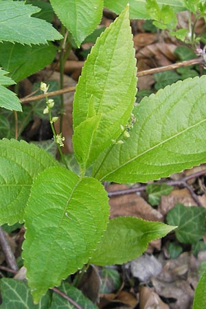 Mercurialis perennis \ Wald-Bingelkraut / Dog's Mercury, D Taunus, Hahnstätten 30.4.2012