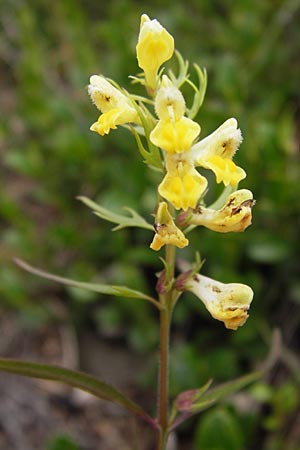 Melampyrum pratense \ Gewhnlicher Wachtelweizen, Wiesen-Wachtelweizen / Common Cow-Wheat, D Schwarzwald/Black-Forest, Hornisgrinde 31.7.2013