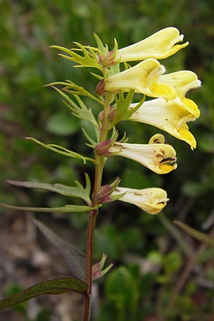 Melampyrum pratense \ Gewhnlicher Wachtelweizen, Wiesen-Wachtelweizen / Common Cow-Wheat, D Schwarzwald/Black-Forest, Hornisgrinde 31.7.2013