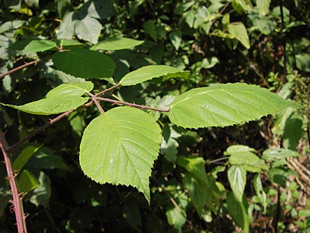 Rubus macrophyllus \ Breitblttige Brombeere / Large Leaved Bramble, D Odenwald, Ober-Liebersbach 28.8.2013