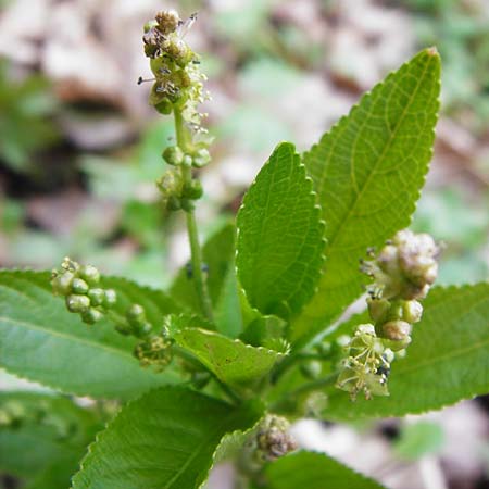 Mercurialis perennis \ Wald-Bingelkraut / Dog's Mercury, D Mainberg 27.3.2014