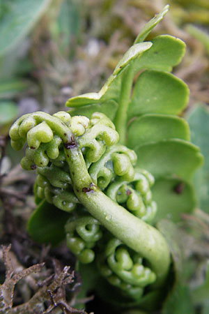 Botrychium lunaria \ Mondraute / Moonwort, D Karlstadt 1.5.2010
