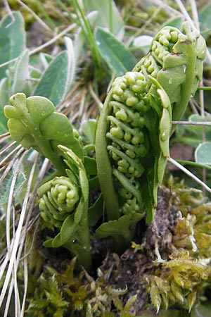 Botrychium lunaria \ Mondraute / Moonwort, D Karlstadt 1.5.2010