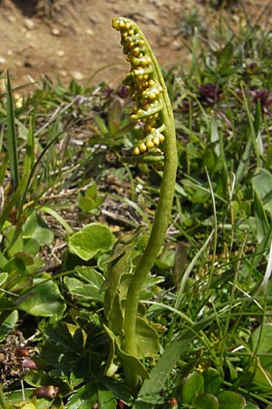 Botrychium lunaria \ Mondraute / Moonwort, D Immenstadt 21.6.2011