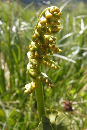 Botrychium lunaria \ Mondraute / Moonwort, D Immenstadt 21.6.2011