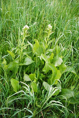 Armoracia rusticana \ Meerrettich / Horse Radish, D Inning 3.5.2014