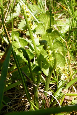 Botrychium lunaria \ Mondraute / Moonwort, D Wetzlar 17.5.2014