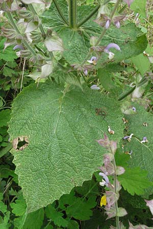 Salvia sclarea \ Muskateller-Salbei / Clary Sage, D Lorsch 1.7.2007
