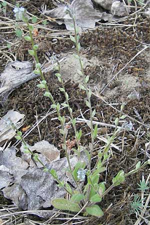 Myosotis stricta \ Sand-Vergissmeinnicht / Strict Forget-me-not, Small-Flowered Forget-me-not, D Darmstadt 10.5.2009