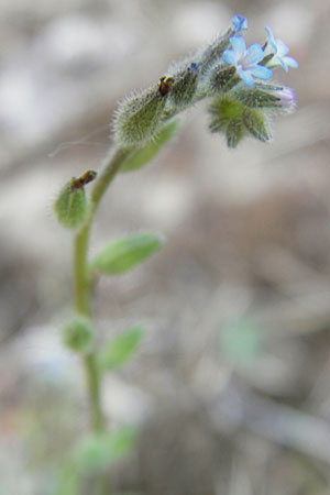 Myosotis stricta \ Sand-Vergissmeinnicht / Strict Forget-me-not, Small-Flowered Forget-me-not, D Darmstadt 10.5.2009