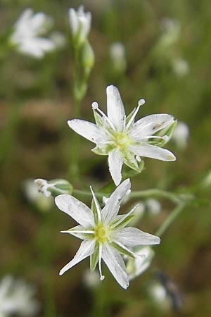 Minuartia setacea \ Borsten-Miere / Bristle Sandwort, D Kipfenberg 7.6.2012
