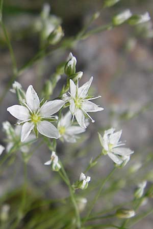 Minuartia setacea \ Borsten-Miere / Bristle Sandwort, D Kipfenberg 7.6.2012