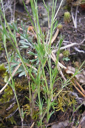 Minuartia setacea \ Borsten-Miere / Bristle Sandwort, D Kipfenberg 7.6.2012