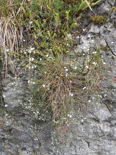 Minuartia setacea \ Borsten-Miere / Bristle Sandwort, D Kipfenberg 7.6.2012
