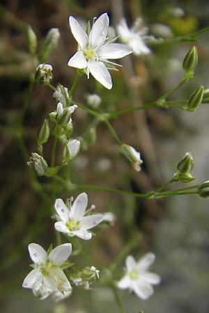 Minuartia setacea \ Borsten-Miere / Bristle Sandwort, D Kipfenberg 7.6.2012