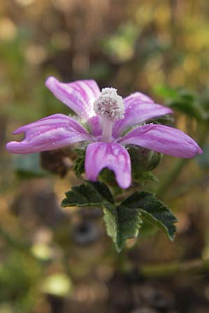 Malva sylvestris \ Wilde Malve, Groe Ksepappel / Common Mallow, D Mannheim 13.9.2012
