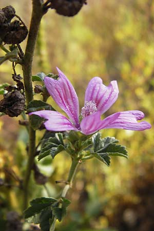 Malva sylvestris \ Wilde Malve, Groe Ksepappel / Common Mallow, D Mannheim 13.9.2012