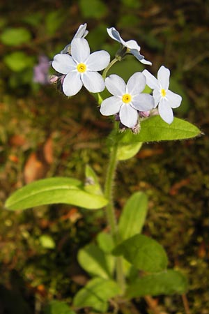 Myosotis sylvatica \ Wald-Vergissmeinnicht / Wood Forget-me-not, D Thüringen Weimar, Historischer Friedhof 6.5.2013