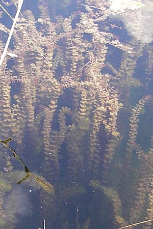 Myriophyllum spicatum \ hriges Tausendblatt / Spiked Water Milfoil, D Au am Rhein 30.6.2013