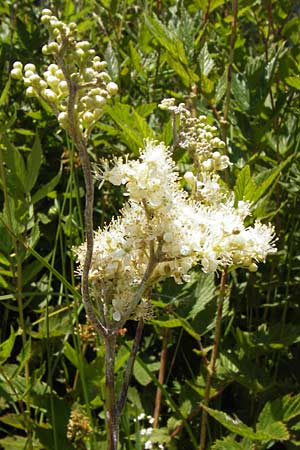 Filipendula ulmaria \ Echtes Mdes / Meadowsweet, D Schwarzwald/Black-Forest, Kaltenbronn 20.7.2013