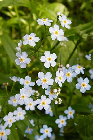 Myosotis scorpioides agg. \ Sumpf-Vergissmeinnicht / Water Forget-me-not, D Pfalz, Speyer 21.5.2014