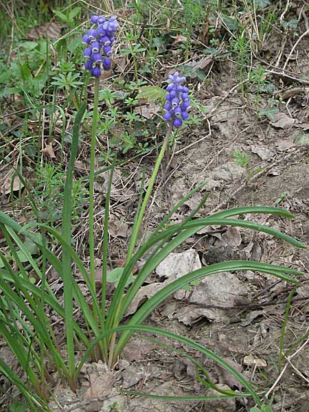 Muscari armeniacum \ Armenische Traubenhyazinthe / Armenian Grape Hyacinth, D Bensheim 22.4.2006