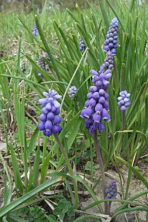 Muscari armeniacum \ Armenische Traubenhyazinthe / Armenian Grape Hyacinth, D Weinheim an der Bergstraße 22.4.2006