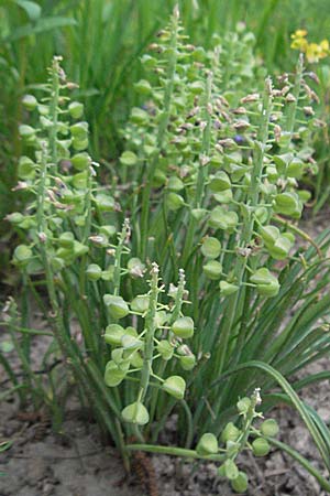 Muscari armeniacum \ Armenische Traubenhyazinthe / Armenian Grape Hyacinth, D Weinheim an der Bergstraße 16.5.2006