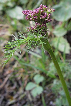 Ligusticum mutellina \ Alpen-Mutterwurz / Mutelline, D Schwarzwald/Black-Forest, Feldberg 18.5.2007