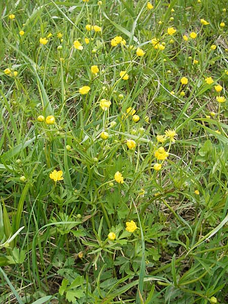 Ranunculus multisectus \ Vielteiliger Gold-Hahnenfu� / Multipartite Goldilocks, D Mainhardt 16.4.2011