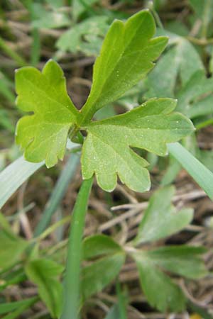 Ranunculus multisectus \ Vielteiliger Gold-Hahnenfu� / Multipartite Goldilocks, D Mainhardt 16.4.2011