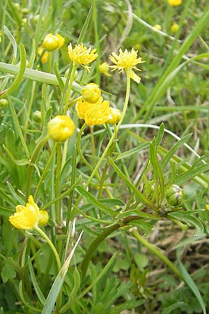 Ranunculus multisectus \ Vielteiliger Gold-Hahnenfu� / Multipartite Goldilocks, D Mainhardt 16.4.2011