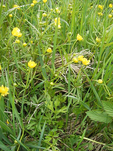 Ranunculus multisectus \ Vielteiliger Gold-Hahnenfu� / Multipartite Goldilocks, D Mainhardt 16.4.2011