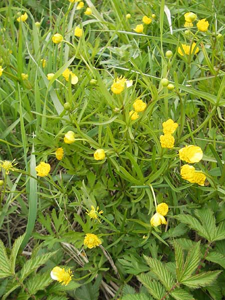 Ranunculus multisectus \ Vielteiliger Gold-Hahnenfu� / Multipartite Goldilocks, D Mainhardt 16.4.2011