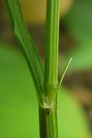 Melica uniflora \ Einbltiges Perlgras / Wood Melick, D Hemsbach 11.5.2012