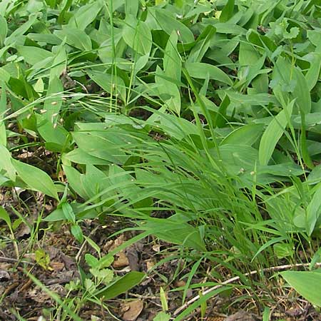 Melica uniflora \ Einbltiges Perlgras / Wood Melick, D Hemsbach 11.5.2012
