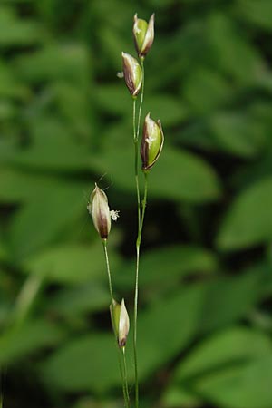 Melica uniflora, Einblütiges Perlgras Melica uniflora, Einblütiges Perlgras