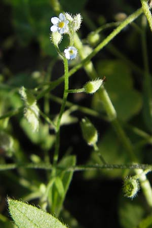 Myosotis arvensis subsp. umbrata \ Schatten-Vergissmeinnicht / Common Forget-me-not, D Bruchsal 23.6.2012