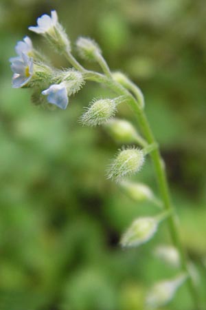 Myosotis arvensis subsp. umbrata \ Schatten-Vergissmeinnicht / Common Forget-me-not, D Ludwigshafen 2.7.2012