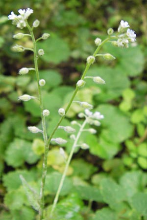 Myosotis arvensis subsp. umbrata \ Schatten-Vergissmeinnicht / Common Forget-me-not, D Ludwigshafen 2.7.2012