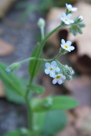 Myosotis arvensis subsp. umbrata \ Schatten-Vergissmeinnicht / Common Forget-me-not, D Mannheim 6.9.2012