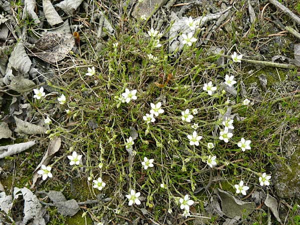 Sabulina caespitosa \ Galmei-Fr&uuml;hlings-Miere, Harzer Fr&uuml;hlings-Miere / Calaminarian Spring Sandwort, D Warburg 26.4.2014